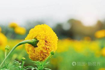 关于创新的好句子80句