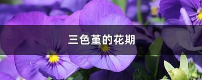 蛇雀之报