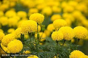 元宵节各种精彩祝福语文案(精选113句)