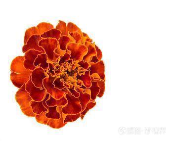 有关笑容的个性签名48句