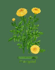 发木棉花配的文案 木棉花发朋友圈的句子汇总53句