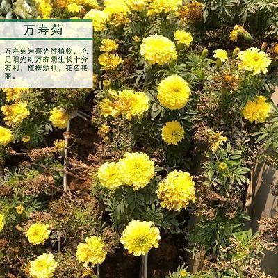 早安心语唯美的语录22句