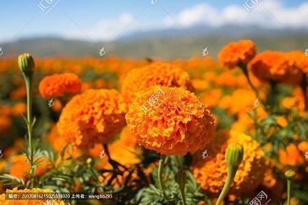 妇女节经典祝福词文案句子92句