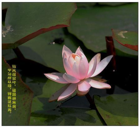 穷光蛋