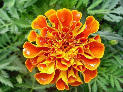 有关于爱情甜蜜温馨句子