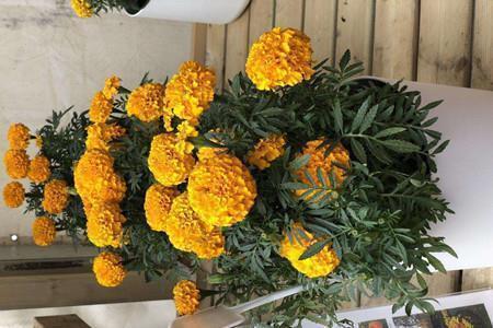 关于中秋节的经典说说(精选37句)