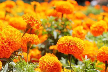 元宵节朋友圈给爸妈的文案