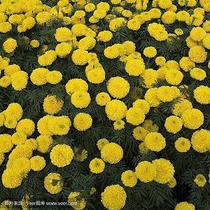 纷纷的意思 纷纷的近义词 用纷纷造句大全