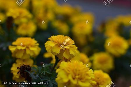 朝三暮四造句和意思 朝三暮四的同义词和反义词