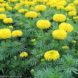 写秋天的阳光灿烂的句子(精选36句)