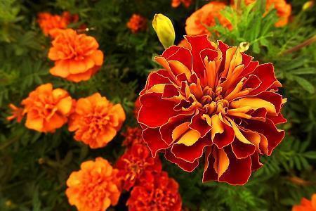 朋友端午节快乐贺卡经典祝贺词合集73句