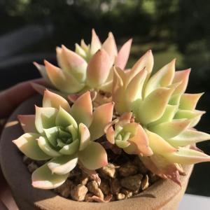 有意境的古风短句 很仙的古风句子(精选77句)