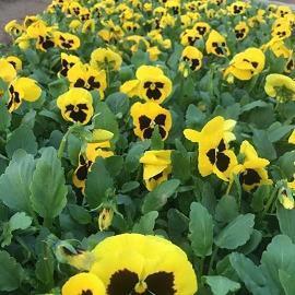 2021端午节经典语录发朋友圈句子精选92句