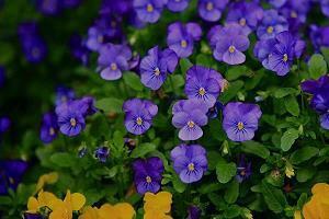 一起过节的情话 节日表白情话