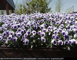 搞笑说说：读书破万卷，刷屏坏千机