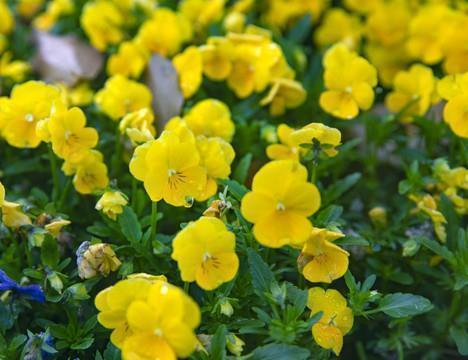 充满阳光的句子大全 抖音充满阳光的句子30句