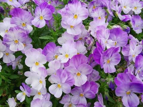 一花独放