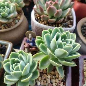 孤芳自赏