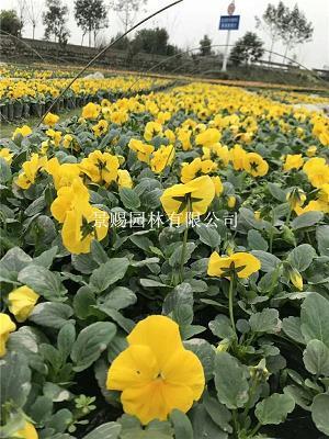 企踵可待