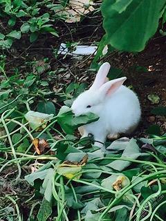 关于猫的唯美句子20句