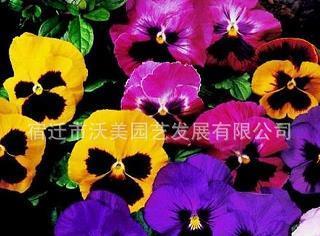 雷动风行