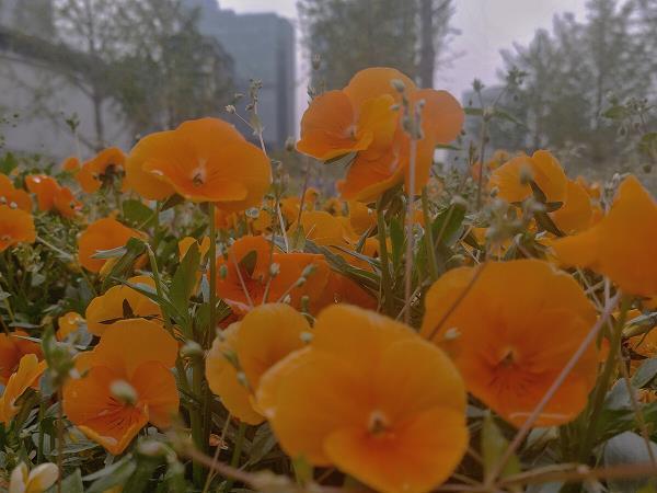 半文不白
