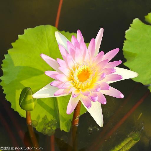 烂漫天真