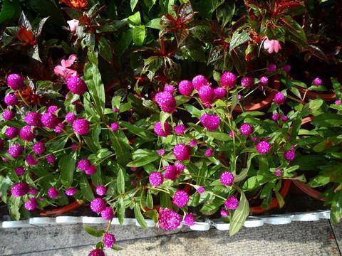关于清明节说说大全39句