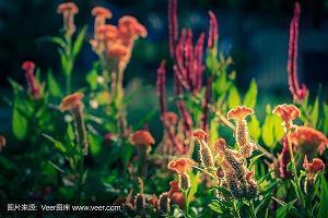 情人节单身说说搞笑的