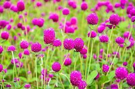 平安夜吃苹果的说说 平安夜送苹果文案(精选65句)