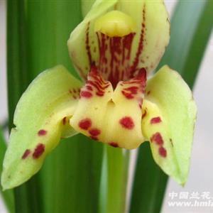 关于端午节的个性说说汇总70句