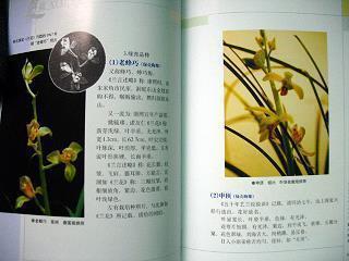 出嫁不舍感悟短句 女儿出嫁不舍得的句子(精选51句)
