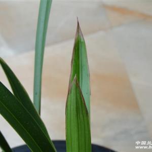 中考加油励志的句子家长摘录29句