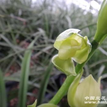 关于年味越来越淡的说说