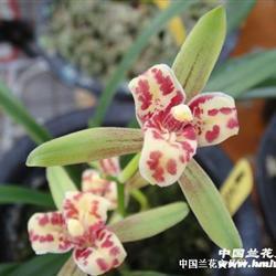 朋友圈晒花草的说说 养花人的心情短语(精选33句)
