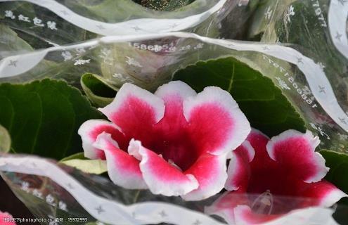 立春节气寄语优美句子72句