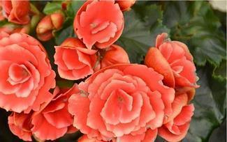 春天踏青春游的有趣句子 春天春游朋友圈文案