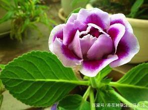 2020年年底最后一天朋友圈心情文案