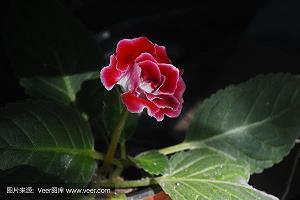 伤感qq空间说说49句