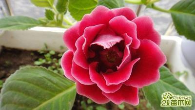 友情的人生感悟句子 人生友情感悟的句子(精选39句)