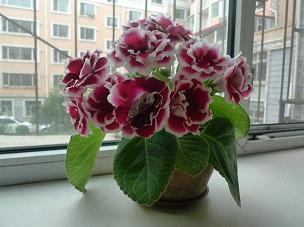 婚礼誓言词新娘简短的 结婚誓言简短大方汇编59句