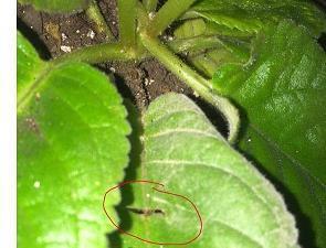 立春节气文案短句