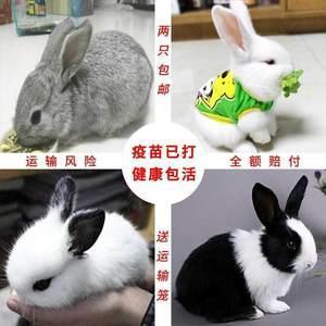 以狸饵鼠