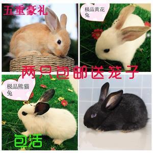 孤云野鹤