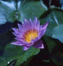 进贤任能