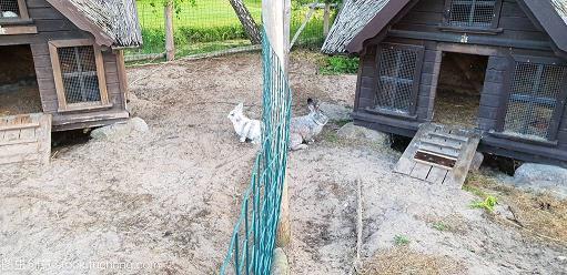 牝鸡无晨