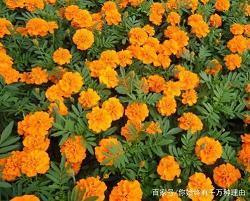 2021小学生母亲节贺卡祝福语汇编66句