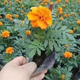 古风的文案句子大全 温柔到爆的古风文案