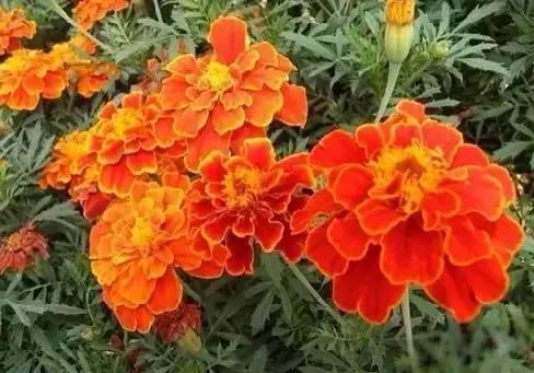 关于描写花的诗句