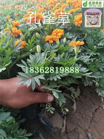 愿一切美好的唯美句子 赞美武汉的唯美句子35句